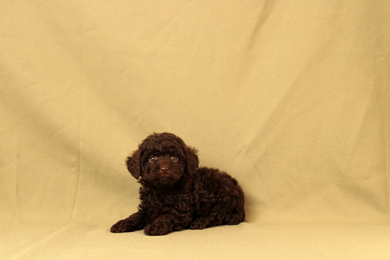 puppy, for, sale, Toy Poodle, Matthew B. Stoltzfus, dog, breeder, Gap, PA, dog-breeder, puppy-for-sale, forsale, nearby, find, puppyfind, locator, puppylocator, aca